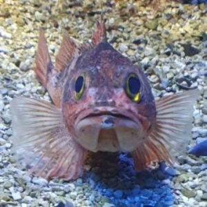 Fotografie de profil a lui Maria Ionescu