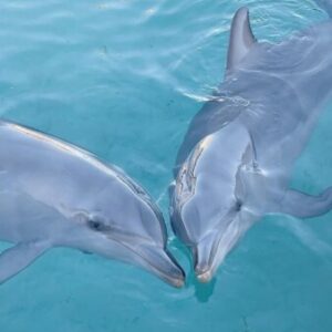 Fotografie de profil a lui Ariana Beharvandi