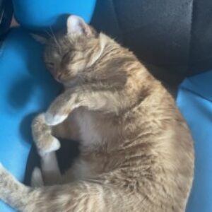 Fotografie de profil a lui Stefan Ionut Rebegea