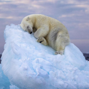 Fotografie de profil a lui victory401