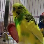 MIHNEA CRISTIAN PURCAREA